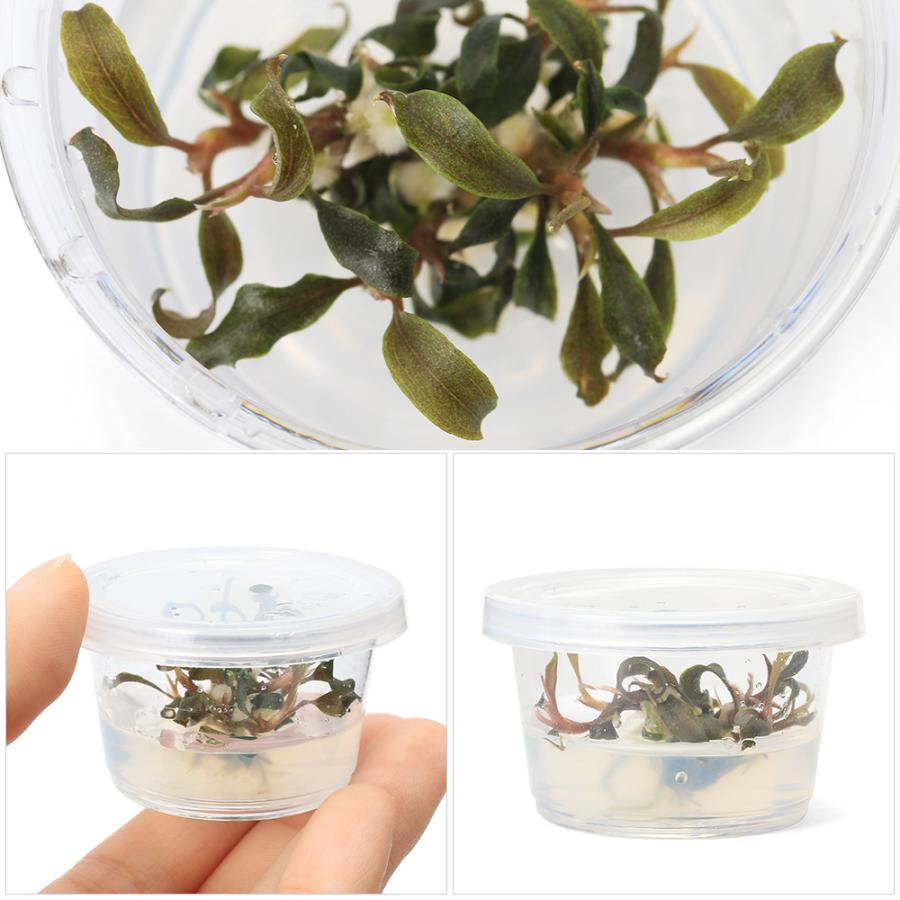 クダガン20株ブセファランドラ水上葉組織培養水草セット