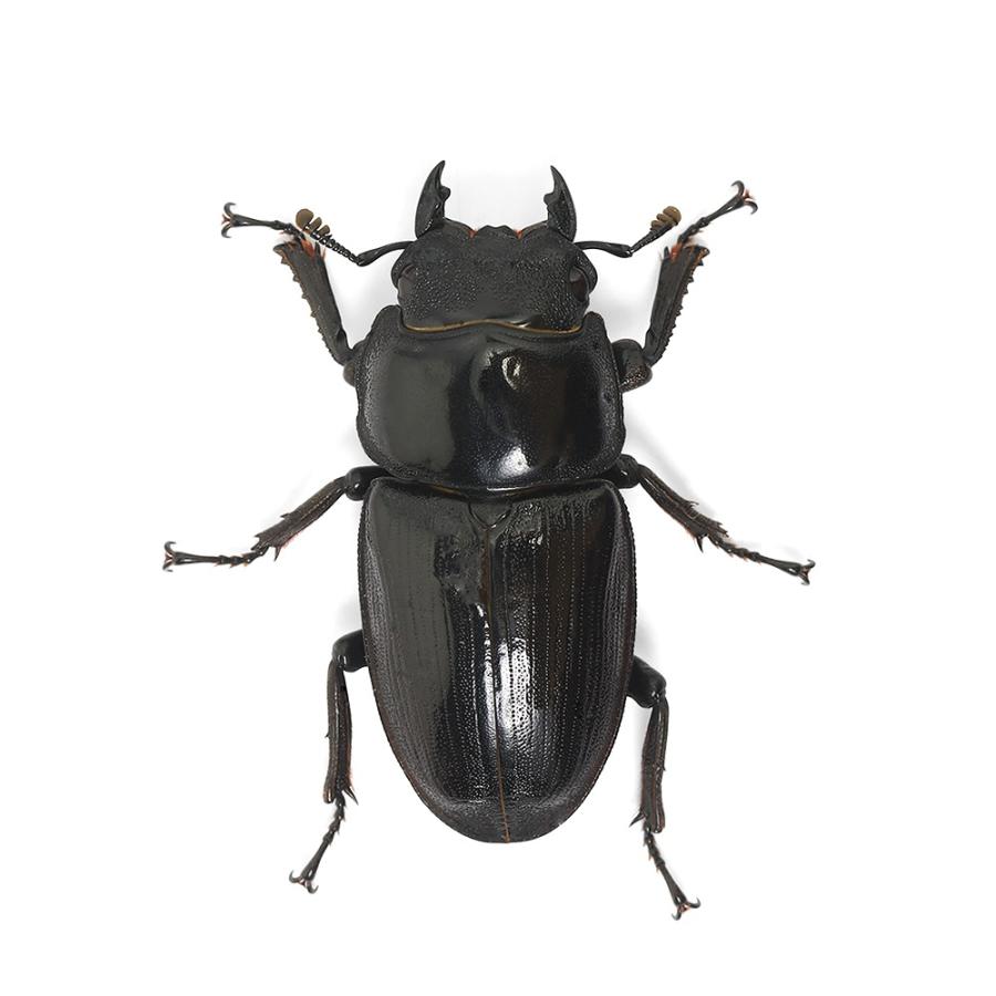 昆虫）タイワンオオクワガタ 南投懸産 65〜69mm（1ペア