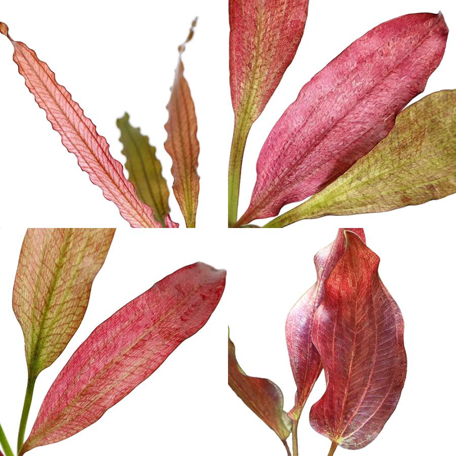 水草)おまかせ赤系エキノドルス 2種(水中葉)(無農薬)(2 水草)おまかせ赤系エキノドルス 2種(水中葉)(無農薬)(2