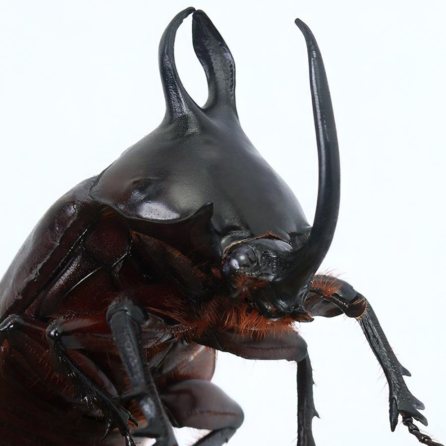 昆虫）ビルマニクスゴホンヅノカブトムシ タイ産 成虫 WD サイズ
