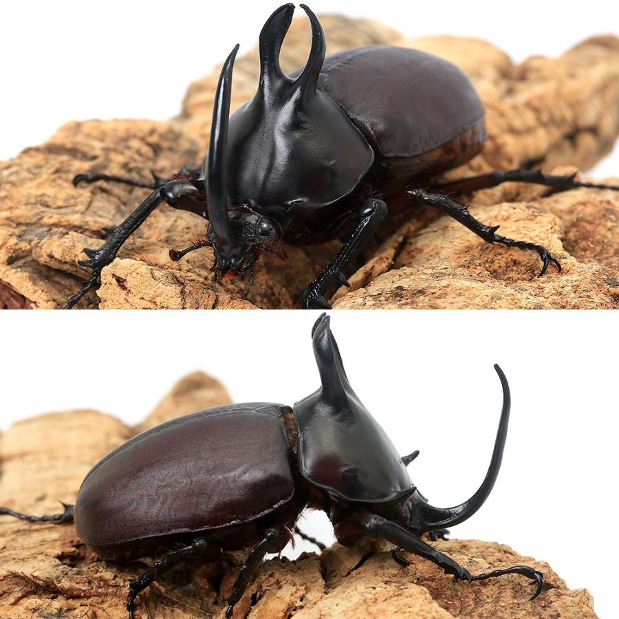 昆虫）ビルマニクスゴホンヅノカブトムシ タイ産 成虫 WD サイズ