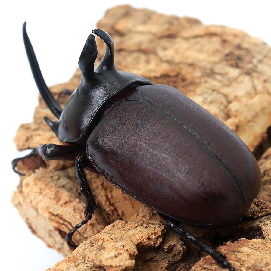 昆虫）ビルマニクスゴホンヅノカブトムシ タイ産 成虫 WD サイズ