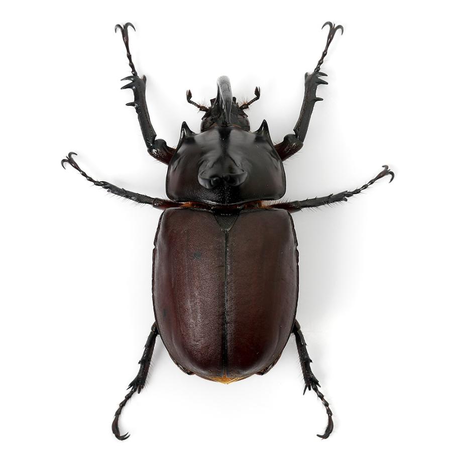 昆虫）ビルマニクスゴホンヅノカブトムシ タイ産 成虫 WD サイズ