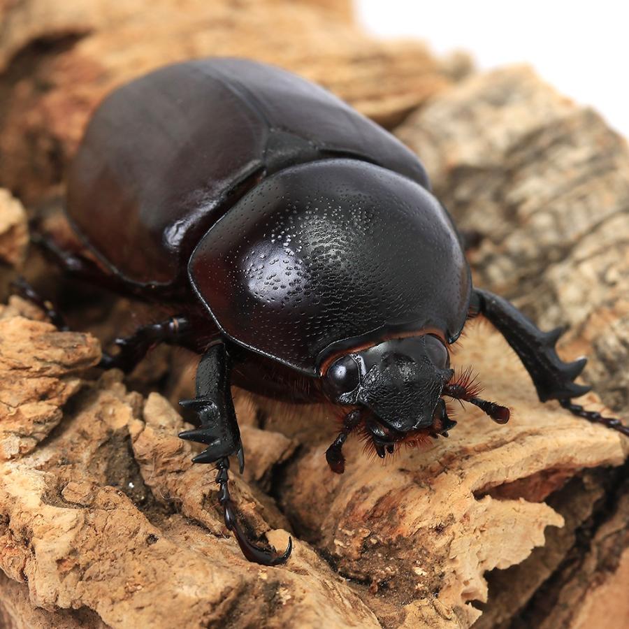 昆虫）ビルマニクスゴホンヅノカブトムシ タイ産 成虫 WD サイズ