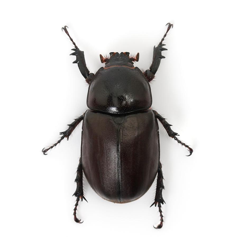 昆虫）ビルマニクスゴホンヅノカブトムシ タイ産 成虫 WD サイズ