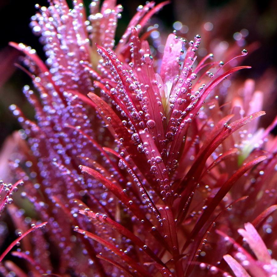 水草）ロタラ ロトンディフォリア ブラッドレッド スリーパドマ社