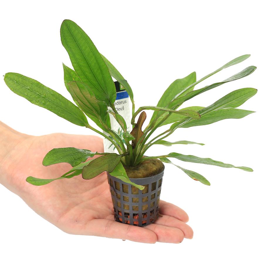 チャーム（charm） （水草）エキノドルス レッドデビル（水上葉