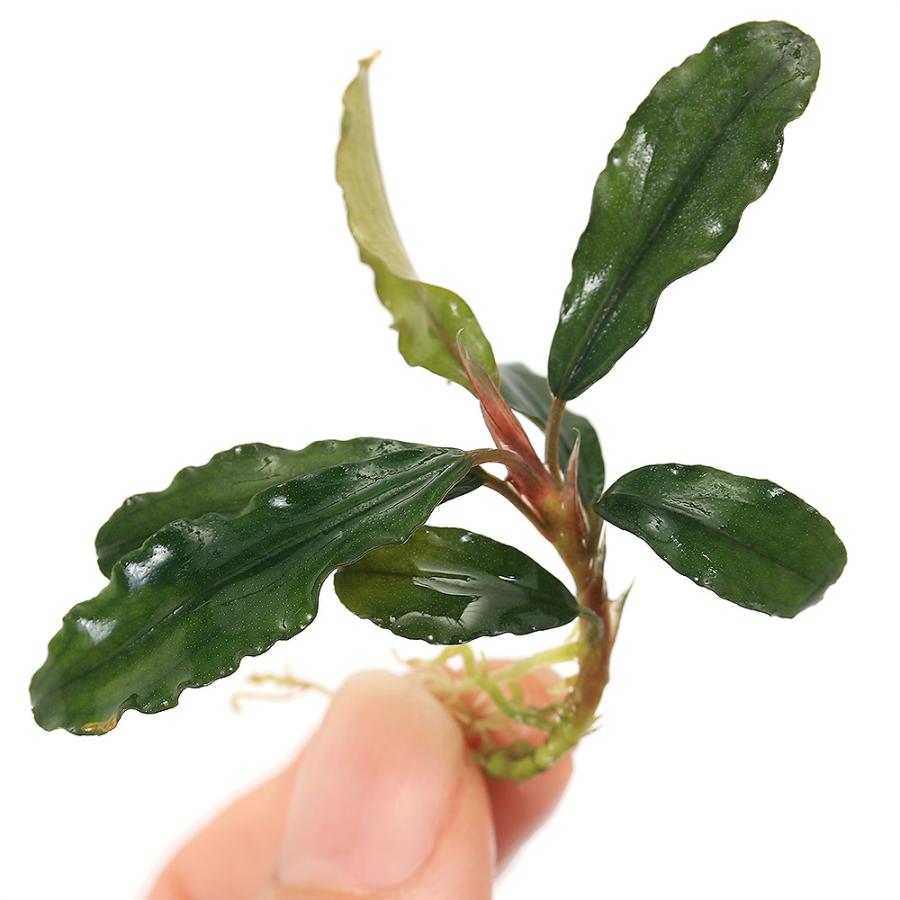 チャーム（charm） （水草）ブセファランドラsp．アルテミス（東南便