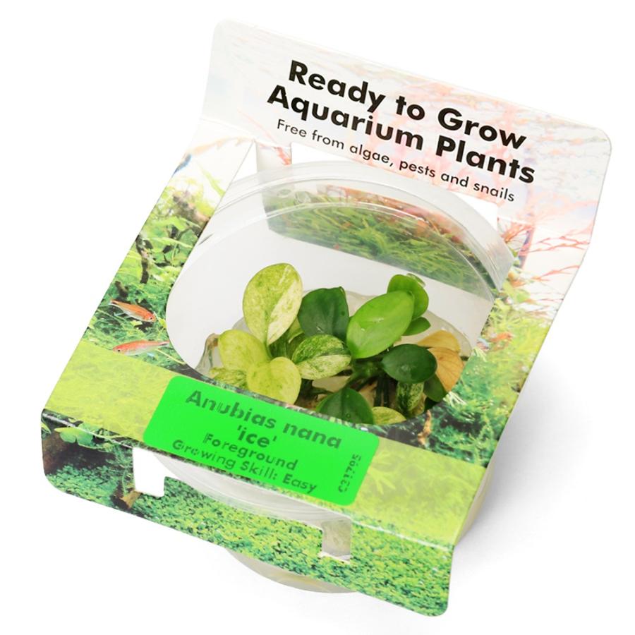 チャーム（charm） （水草）組織培養オリエンタル製 アヌビアス ナナ