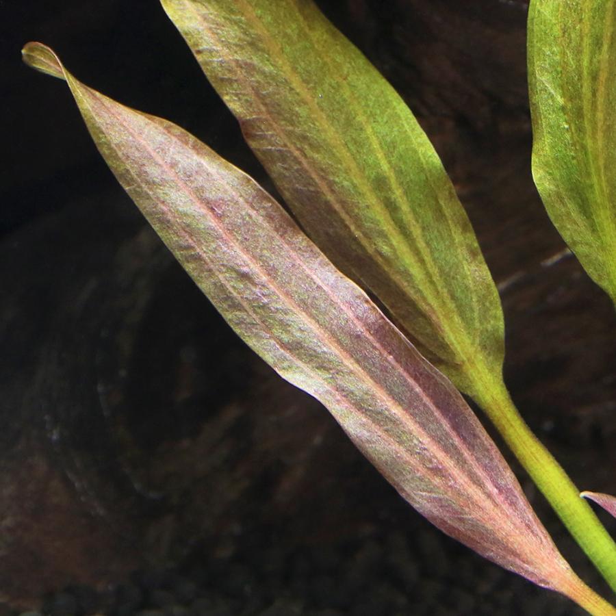 水草）エキノドルス ファイアーフェニックス （東南便）（水中葉）（1