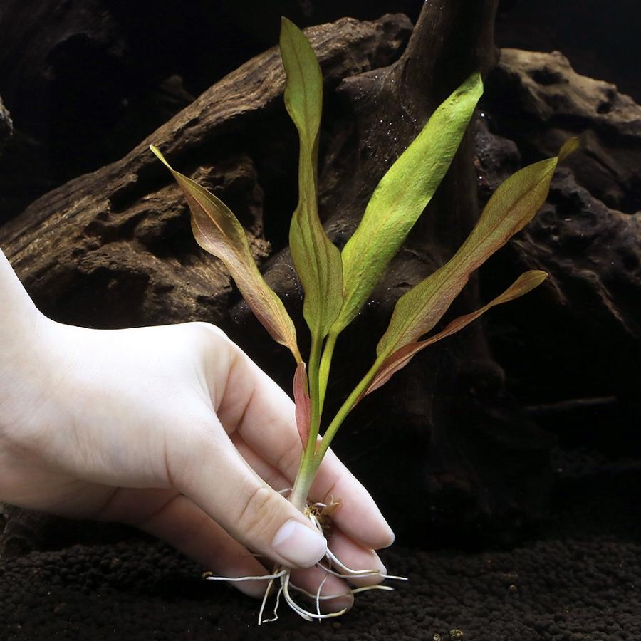 水草）エキノドルス ファイアーフェニックス （東南便）（水中葉）（1