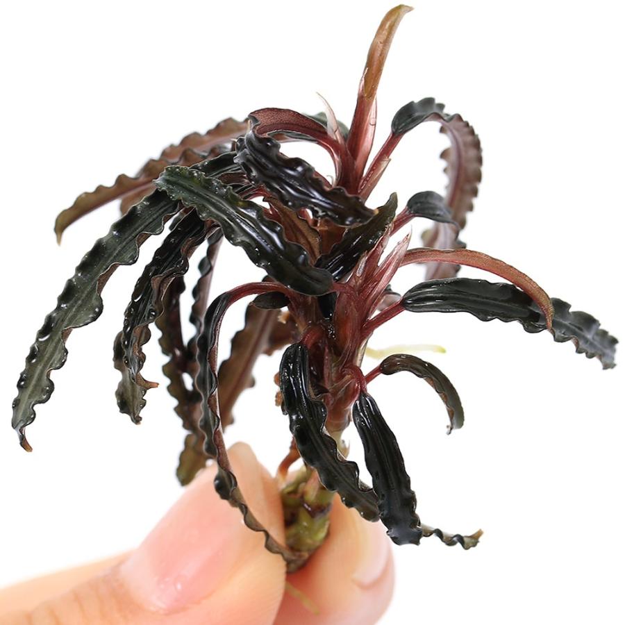 水草）ブセファランドラsp．キャサリン レッド（東南便）（水上葉