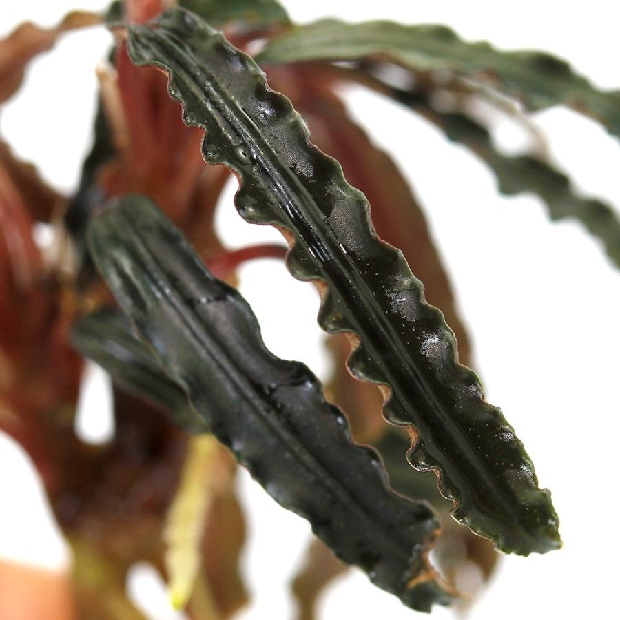 水草）ブセファランドラsp．キャサリン レッド（東南便）（水上葉