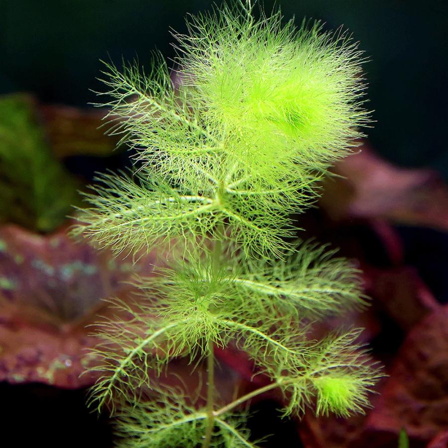 水草）タヌキモsp．北海道産（無農薬）（6本） : チャーム charm