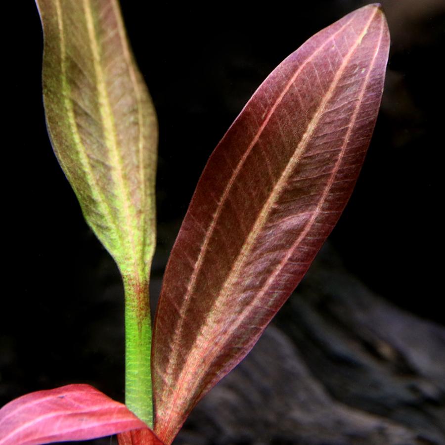 水草）エキノドルス イェニ（水中葉）（無農薬）（1株） : チャーム