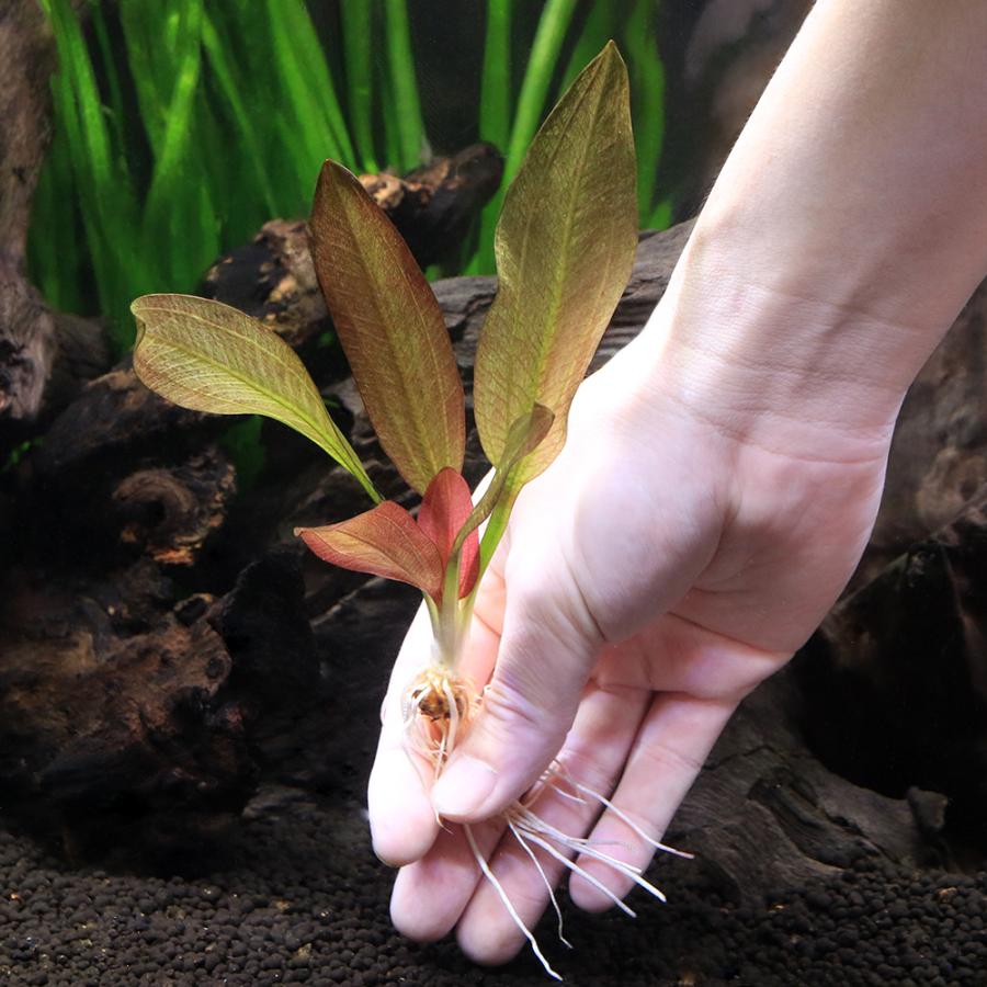 水草）エキノドルス イェニ（水中葉）（無農薬）（1株） : チャーム
