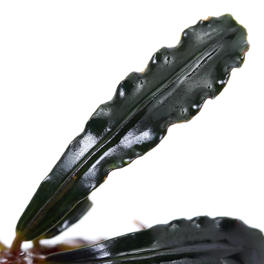 水草）ブセファランドラsp．レッドガイア（水上葉）（1株