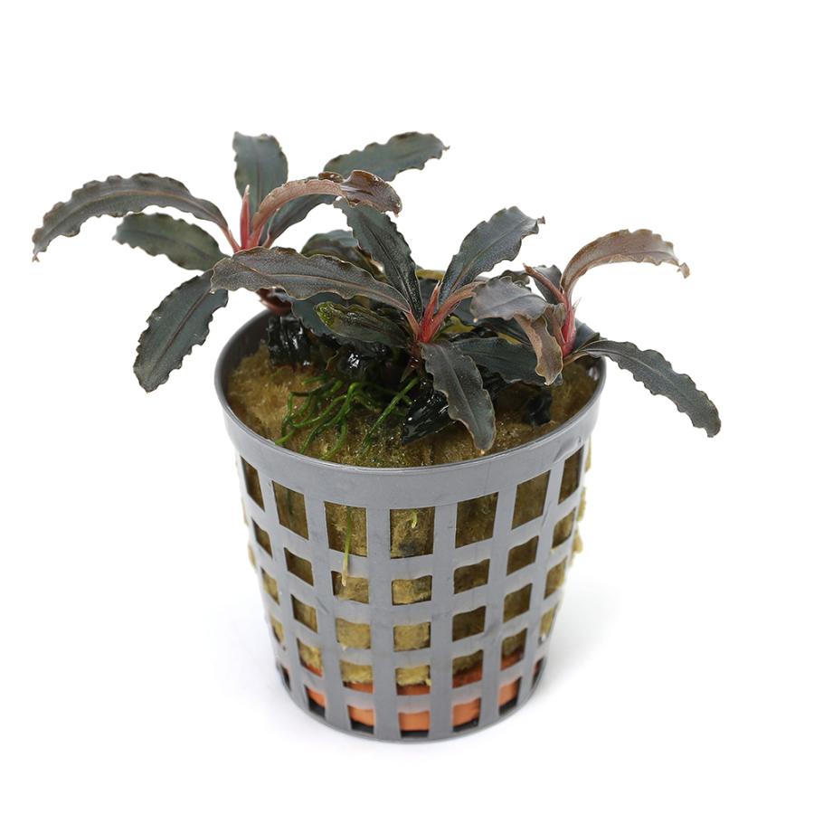 水草）ブセファランドラsp．クダガン（アクアフルール）（1ポット