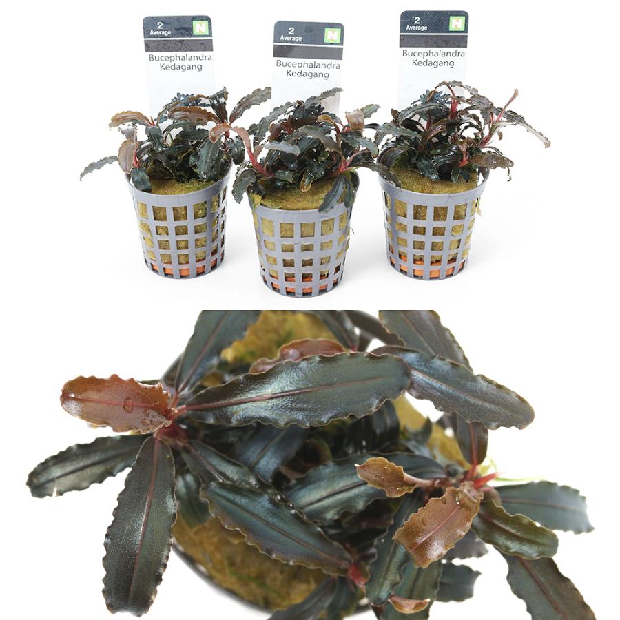 水草）ブセファランドラsp．クダガン（アクアフルール）（1ポット