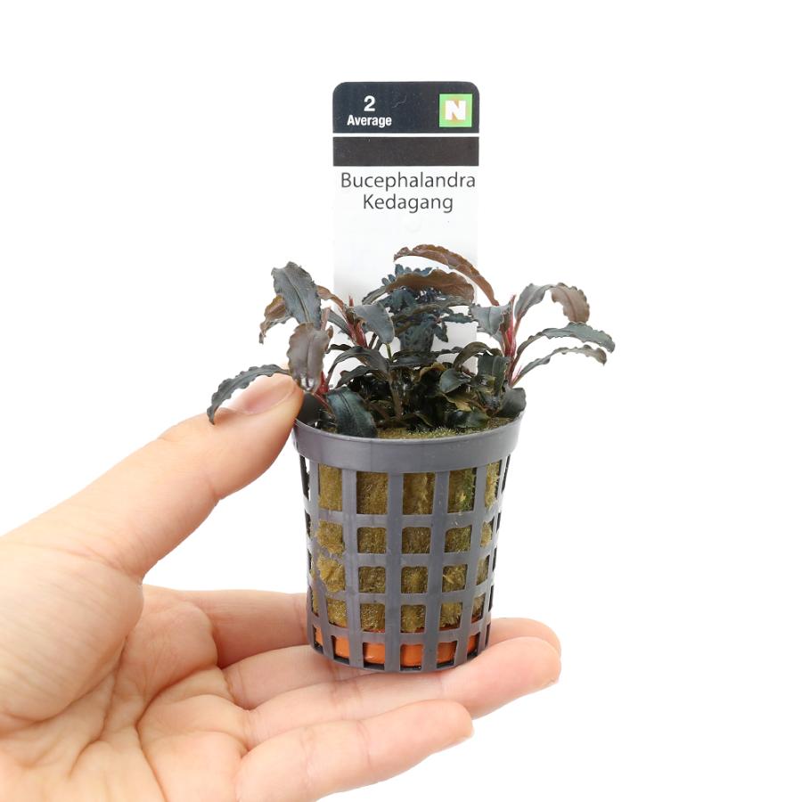 水草）ブセファランドラsp．クダガン（アクアフルール）（1ポット