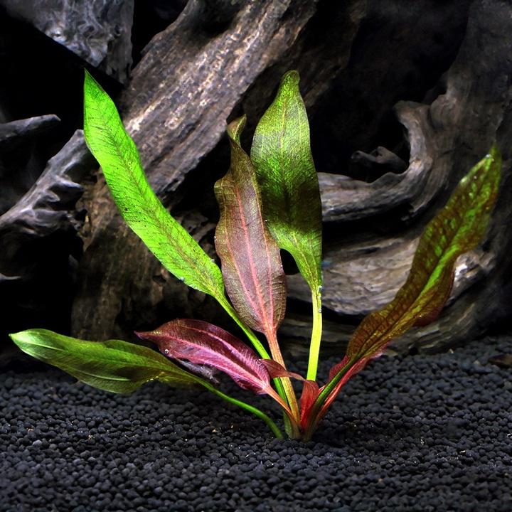 水草）エキノドルス レッドワイルドグラス（水中葉）（無農薬）（1株