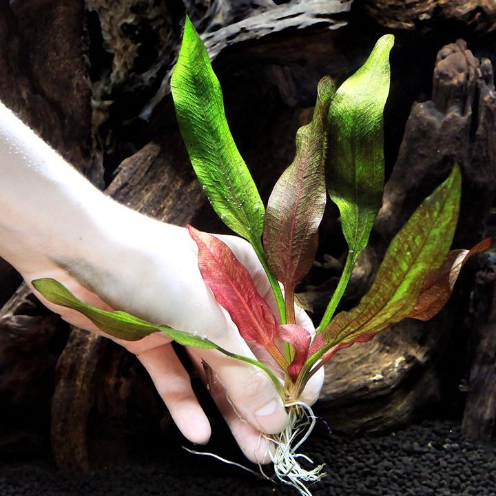 水草）エキノドルス レッドワイルドグラス（水中葉）（無農薬）（1株
