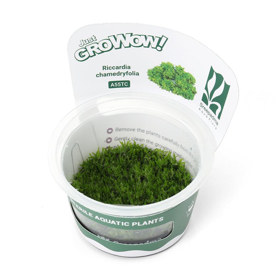 水草）組織培養GROWOW！ プレミアムモス（無農薬）（1カップ
