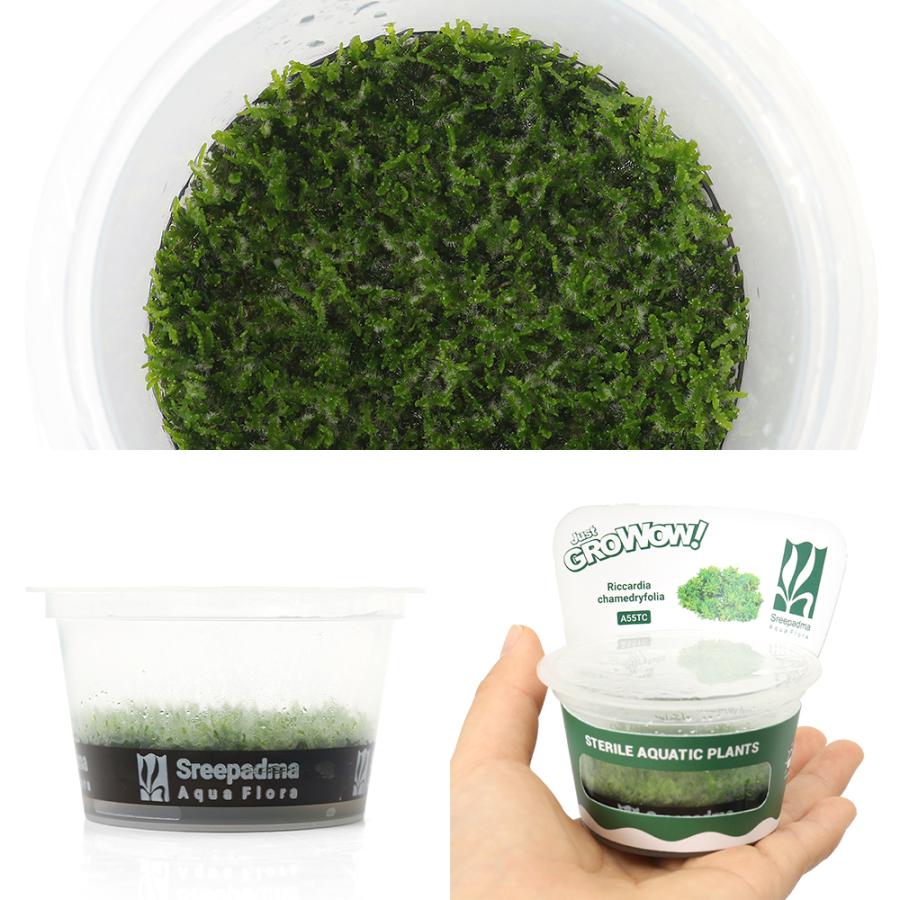 水草）組織培養GROWOW！ プレミアムモス（無農薬）（1カップ