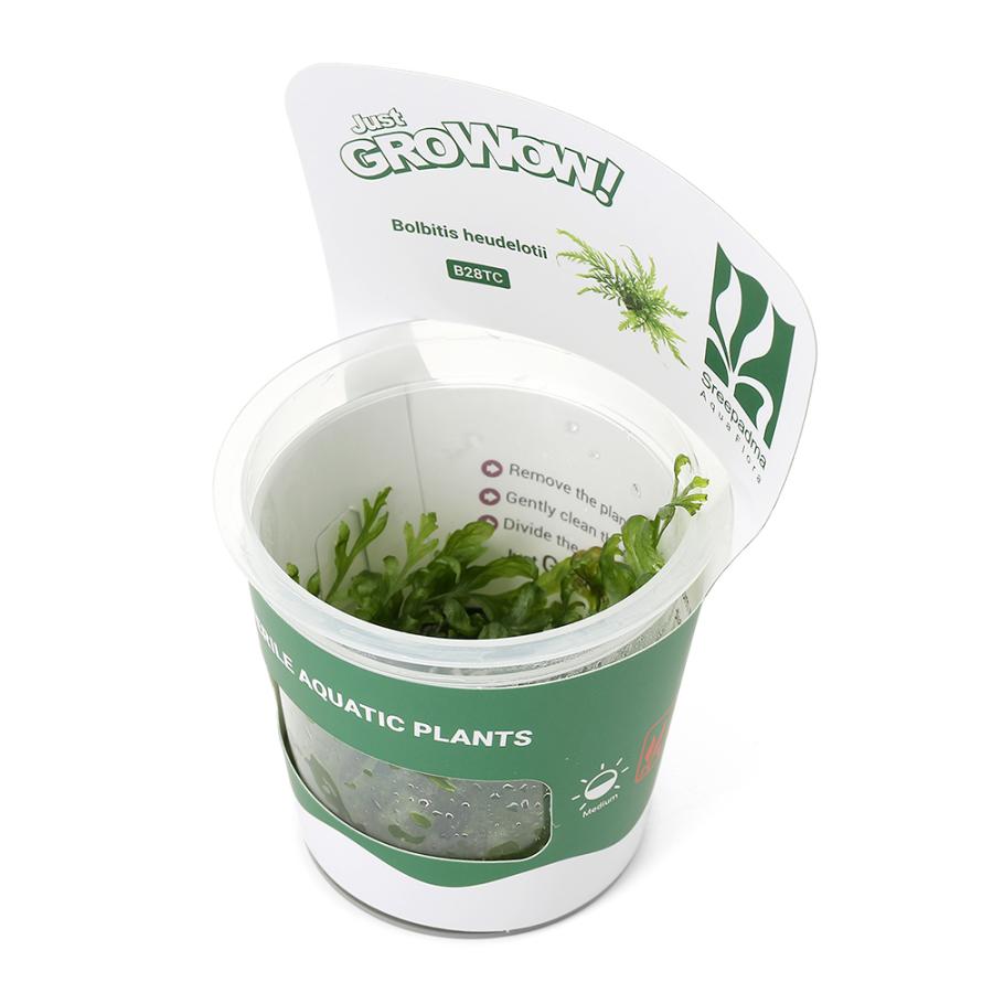 水草）組織培養GROWOW！ ボルビティス ヒュディロティ（無農薬