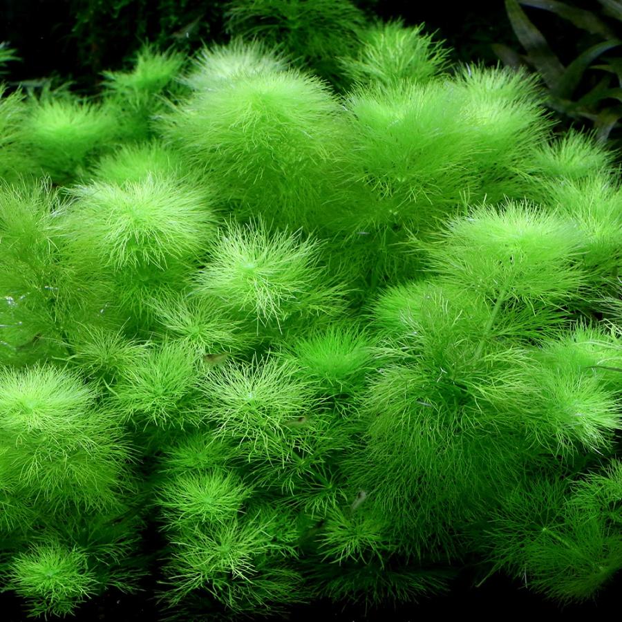 水草）リムノフィラ ウィルソニー（水中葉）（無農薬）（3本 