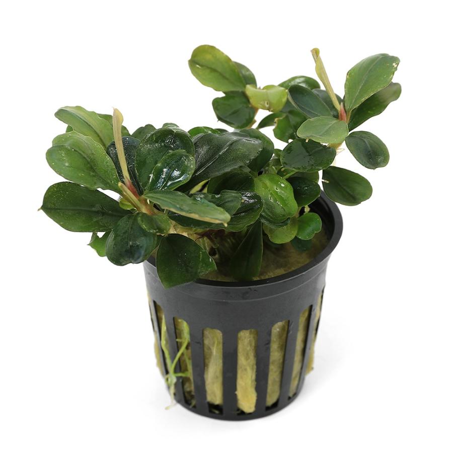 ブセファランドラsp.ララズ(水上葉) ブセファランドラsp.ララズ(水上葉) ブセファランドラsp.Red Blade