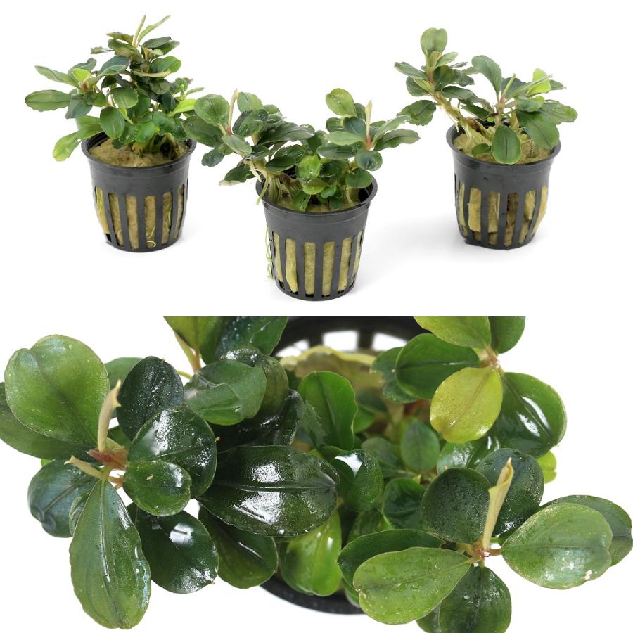 水草）ブセファランドラsp．ムラウィ（水上葉）（1ポット