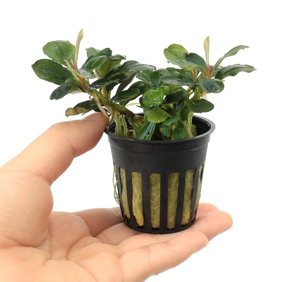 水草）ブセファランドラsp．ムラウィ（水上葉）（1ポット