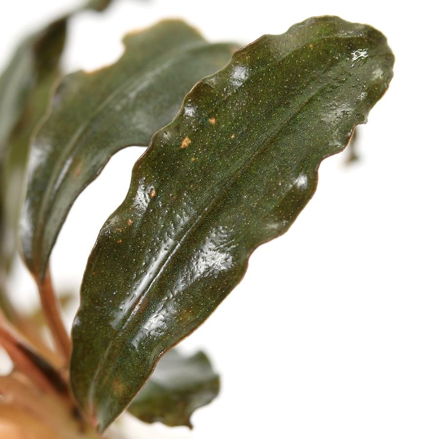 水草）ブセファランドラsp．ゴーストブルー（水上葉）（1株