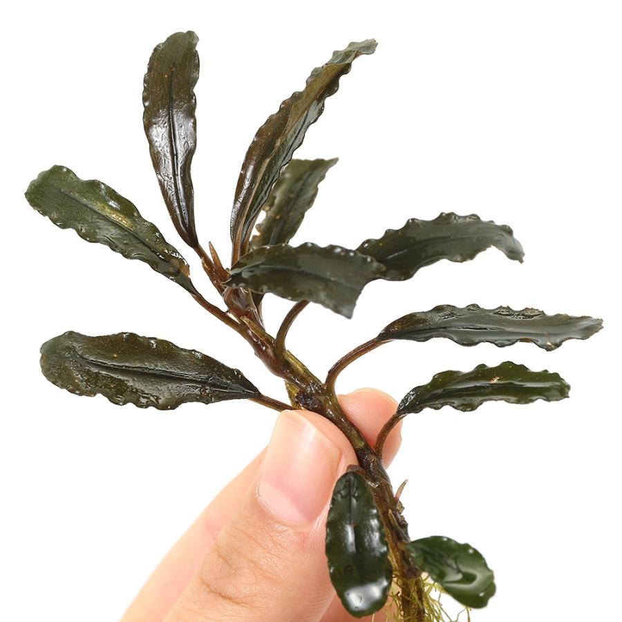 水草）ブセファランドラsp．ネプチューンアッパー（水上葉）（1株