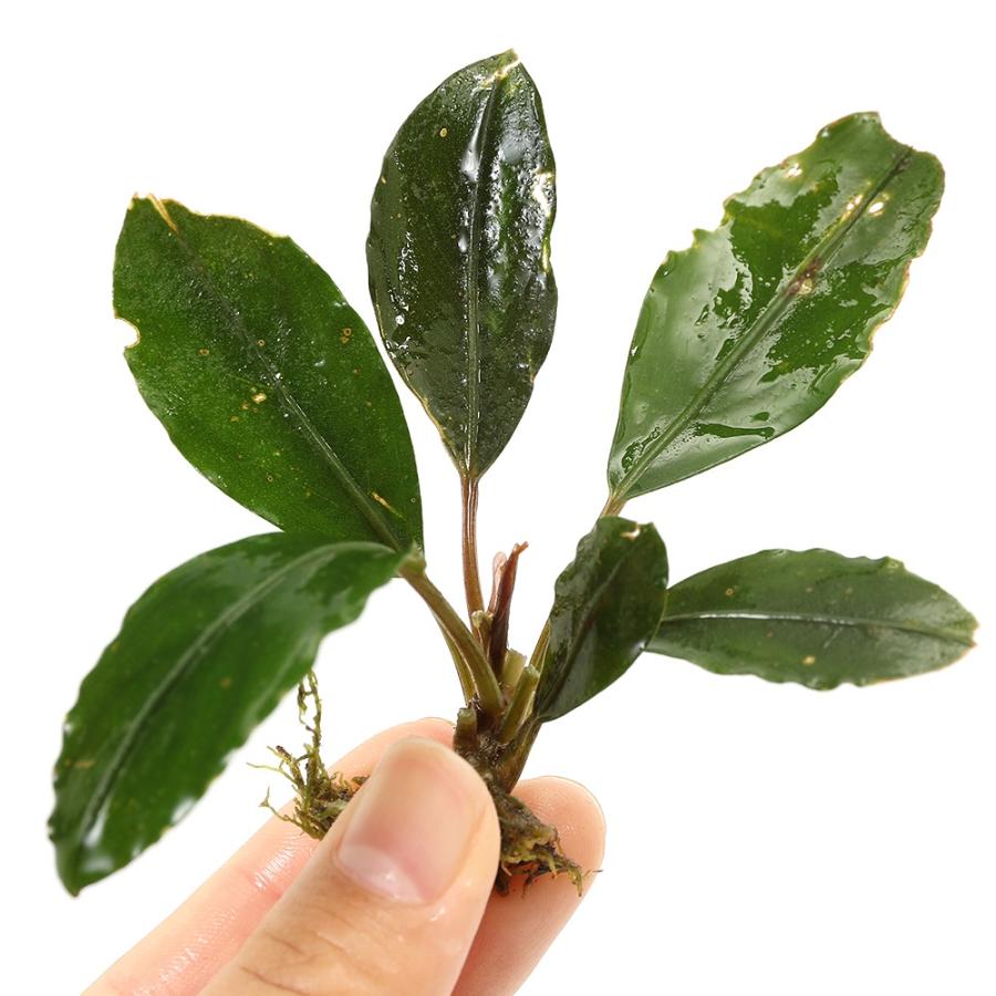 水草）ブセファランドラsp．ヒュペリオングリーン（水上葉）（1株