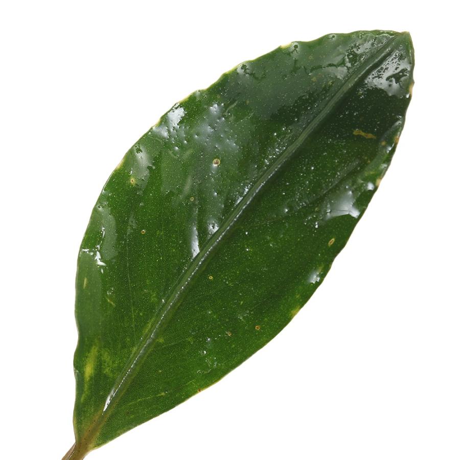 水草）ブセファランドラsp．ヒュペリオングリーン（水上葉）（1株