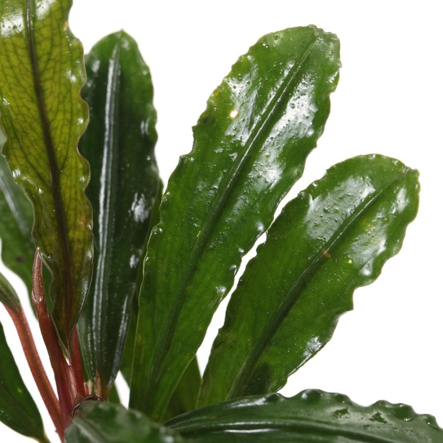 ブセファランドラsp.ララズ(水上葉) 水草）ブセファランドラsp．ムラウィ（水上葉）（1ポット