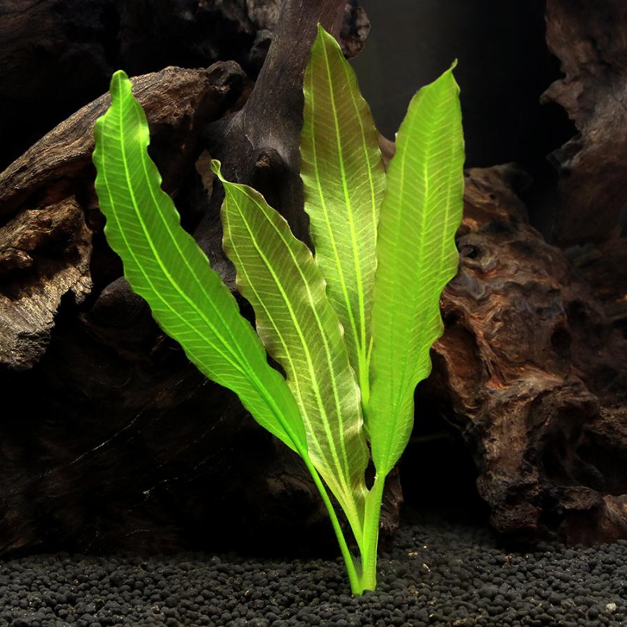 水草）エキノドルス オシリスルブラ（東南便）（水中葉）（無農薬