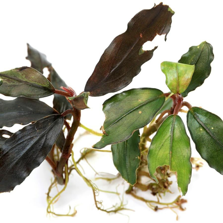 水草）ブセファランドラsp．ブルー／グリーン（水上葉）（1株