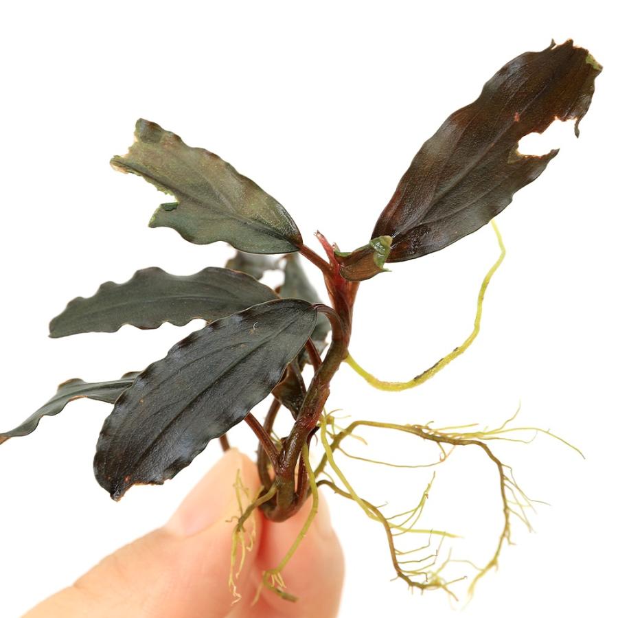 水草）ブセファランドラsp．ブルー／グリーン（水上葉）（1株