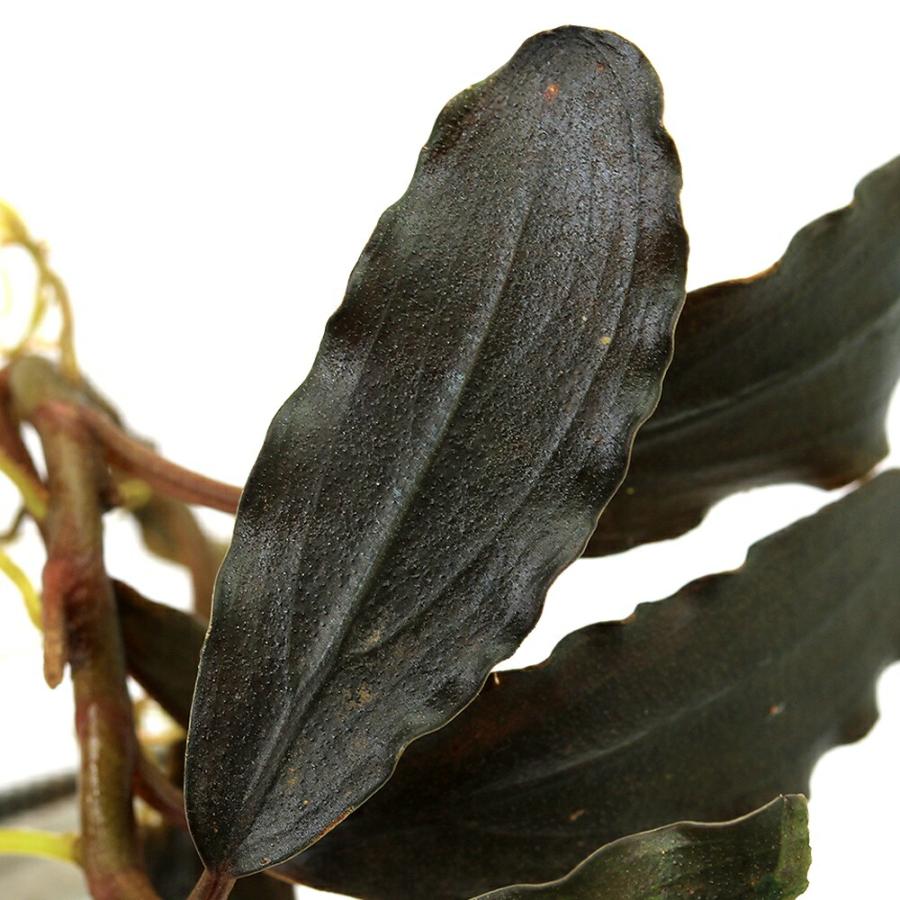 水草）ブセファランドラsp．ブルー／グリーン（水上葉）（1株