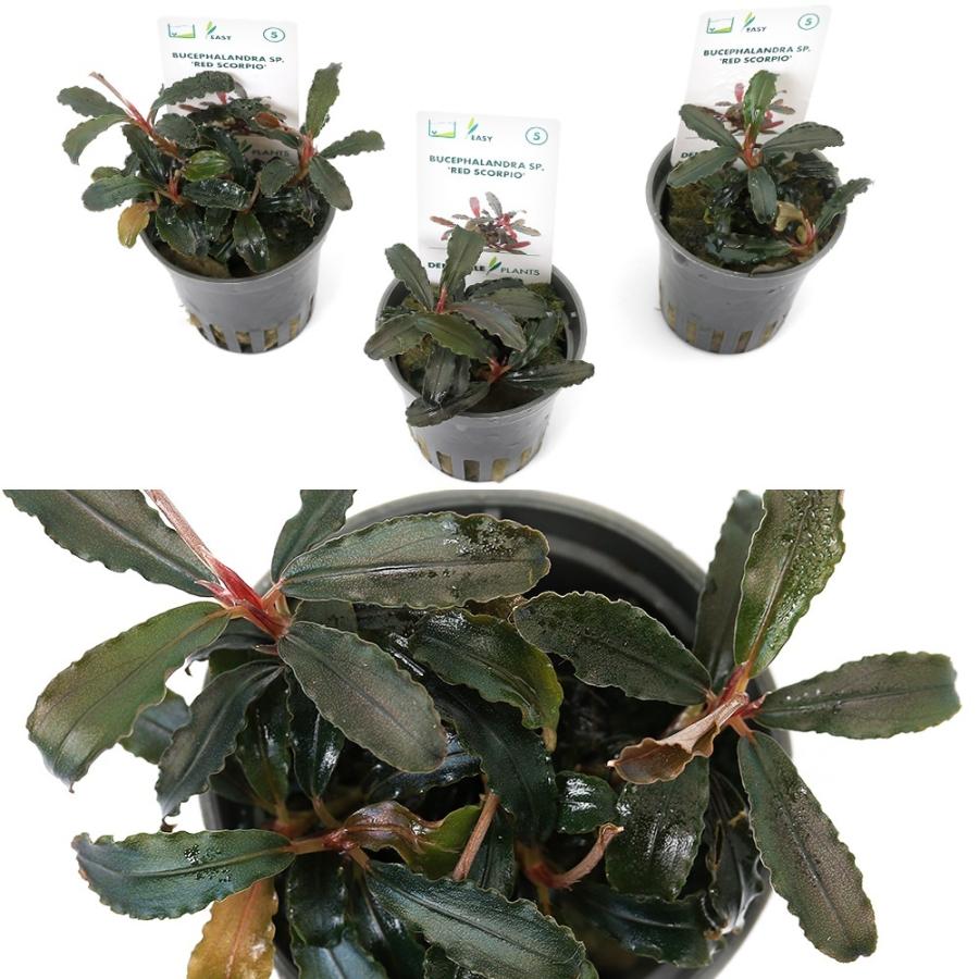 水草）ブセファランドラsp．レッドスコーピオ（デナリー便