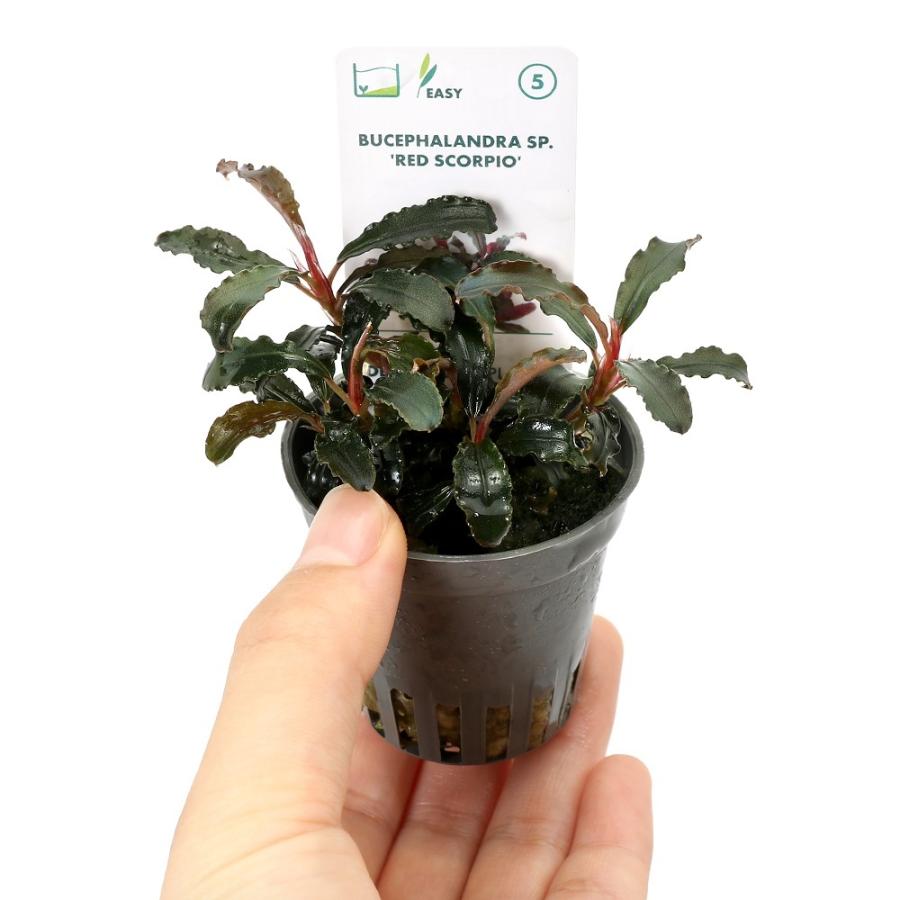水草）ブセファランドラsp．レッドスコーピオ（デナリー便）（1