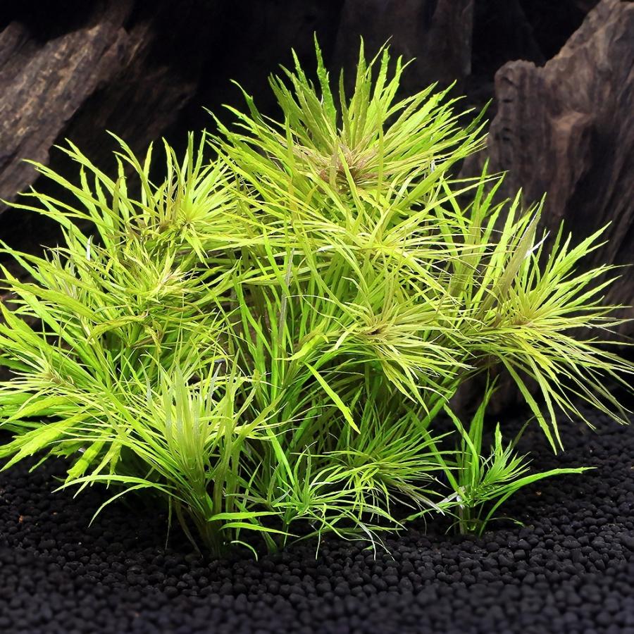 水草）ポゴステモン ステラータス（デナリー）（水中葉）（無農薬