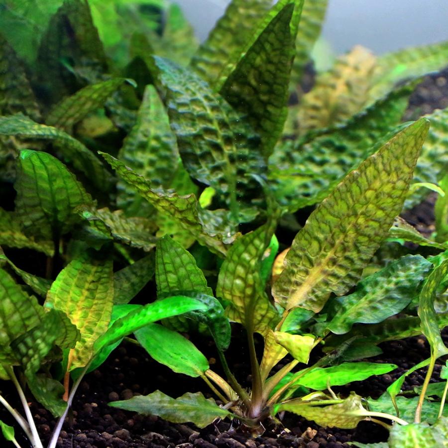 水草）クリプトコリネ ヒュードロイ Bengkayang