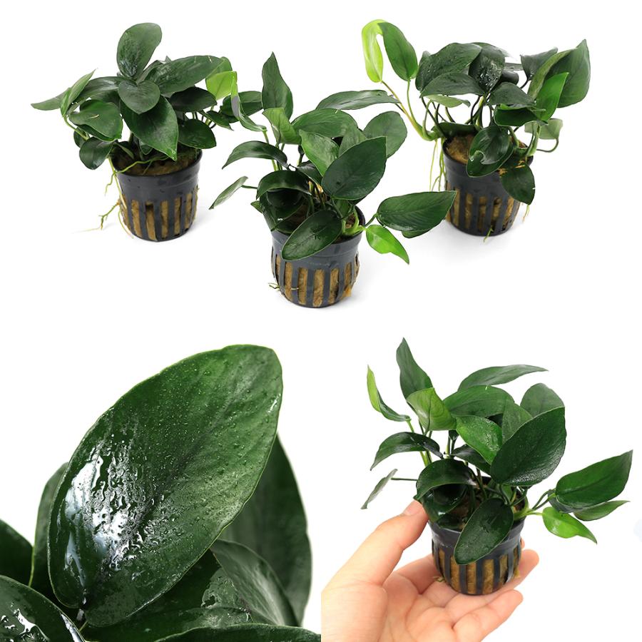 水草　アヌビアス系　ラインナップ　✨購入希望の方はお早めに！ 水草）☆株売り☆ アヌビアスナナ プチ （水上葉）（5株） : チャーム
