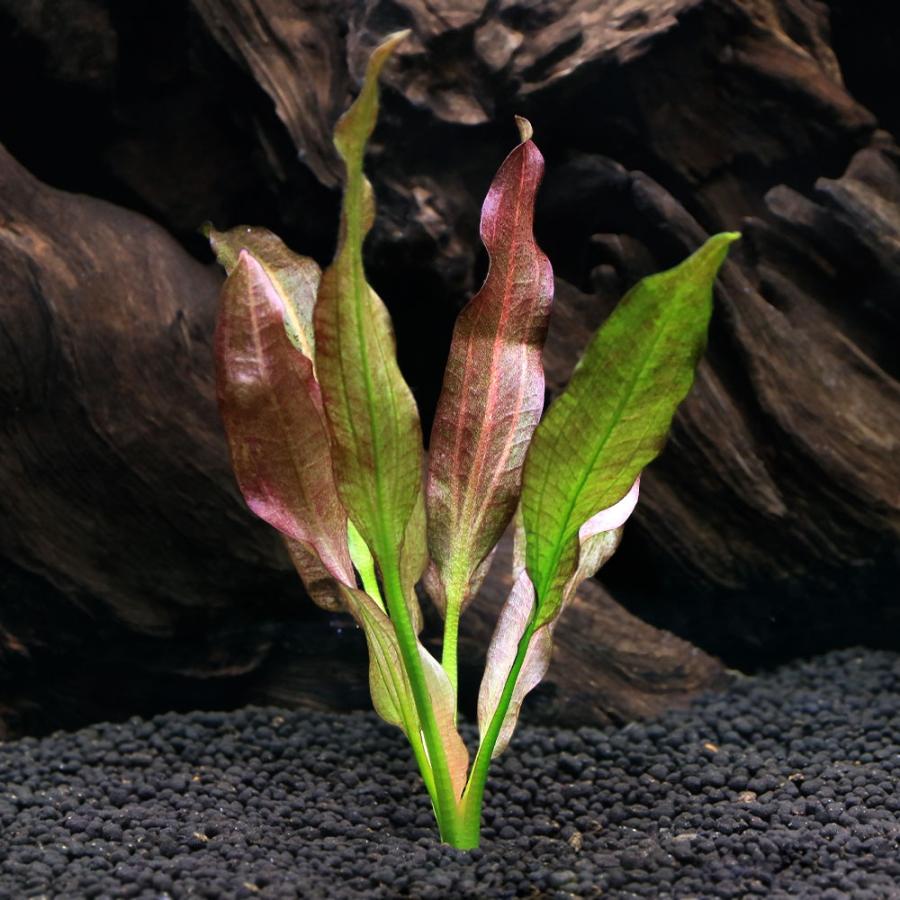 水草）エキノドルス オリエンタル（水中葉）（無農薬）（1株