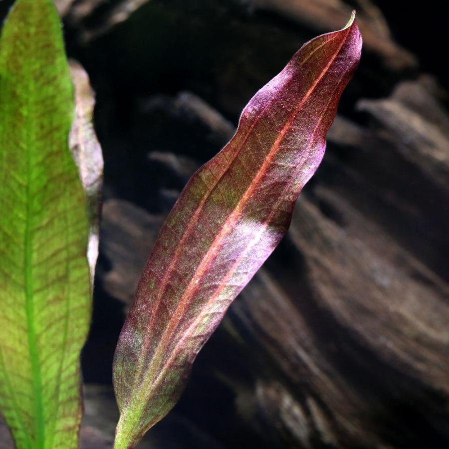 水草）エキノドルス オリエンタル（水中葉）（無農薬）（1株