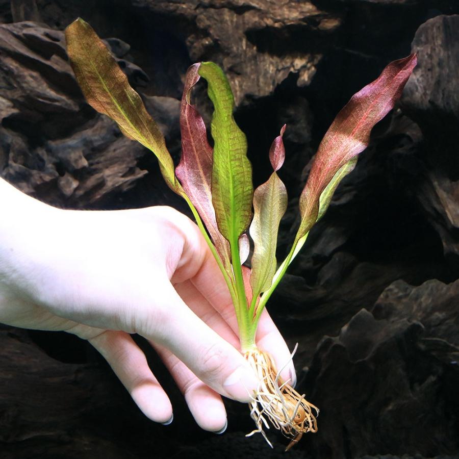 水草）エキノドルス オリエンタル（水中葉）（無農薬）（1株
